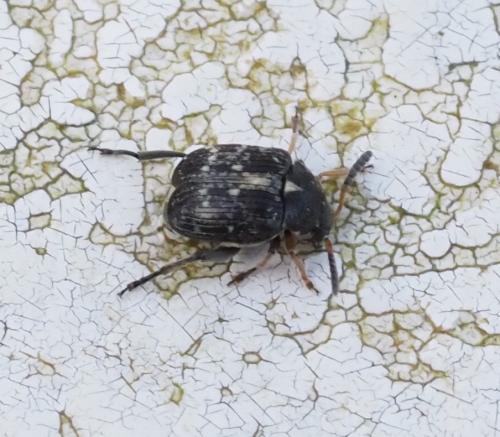 Réf. 249 670 : Bruchus sp.