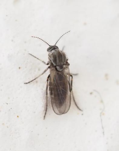 Dasyhelea sp.