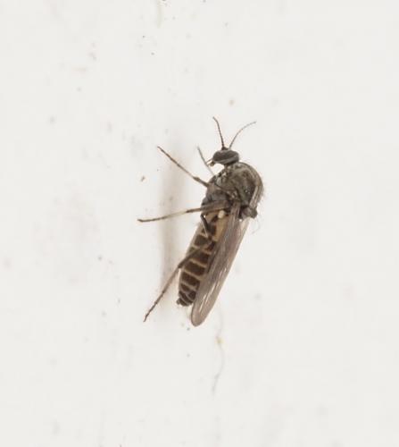 Dasyhelea sp.