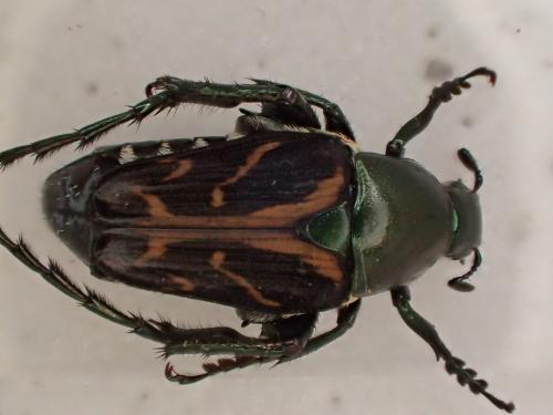 Oxychirus sp.