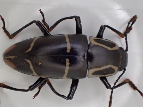 Réf. 249 718 : Linodesmus sp.