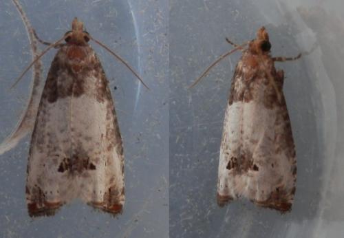 Réf. 249 248 : Notocelia roborana