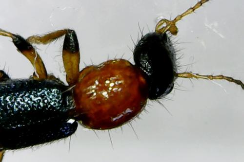 Réf. 249 164 : Paederus littoralis