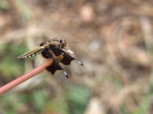 Palpopleura lucia