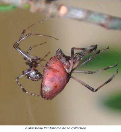 Parasteatoda tepidariorum