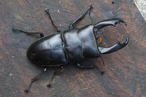 Réf. 249 035 : Serrognathus typhon