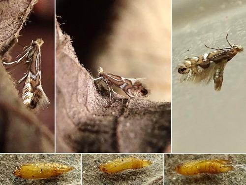 Réf. 249 889 : Phyllonorycter strigulatella