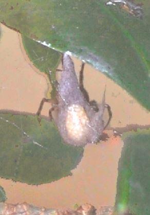 Parasteatoda tepidariorum