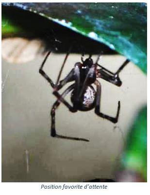 Parasteatoda tepidariorum