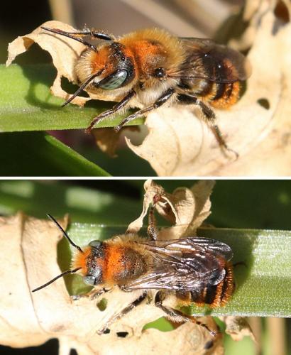 Réf. 249 465 : Osmia aurulenta
