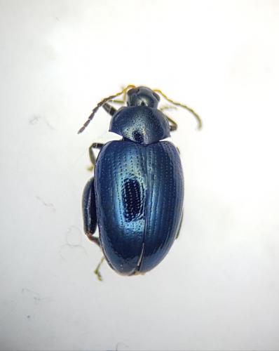 Réf. 249 108 : Psylliodes dulcamarae