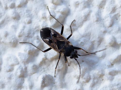 Réf. 249 868 : Rhyparochromus vulgaris