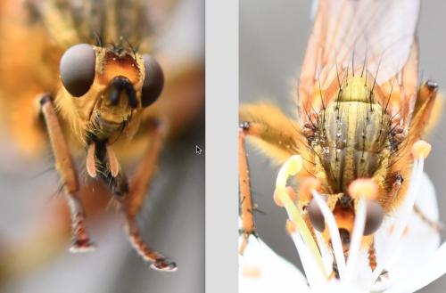 Scathophaga stercoraria