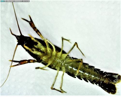 Réf. 249 937 : Procambarus clarkii