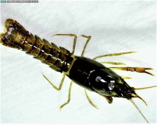 Réf. 249 936 : Procambarus clarkii
