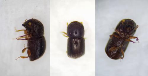 Xylosandrus germanus