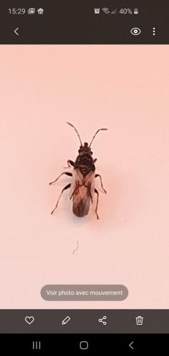 Réf. 249 181 : Metopoplax ditomoides