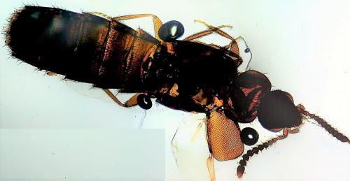 Réf. 249 728 : Aleocharinae inconnu