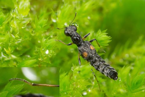 Stenus sp.