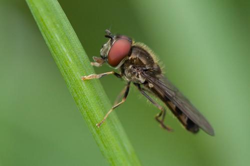 Réf. 249 192 : Platycheirus albimanus