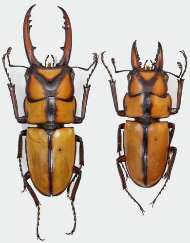 Prosopocoilus suturalis