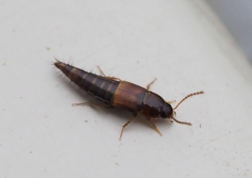 Tachyporinae