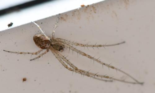 Metellina sp.