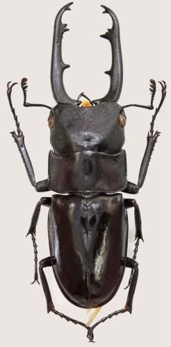 Prosopocoilus buddha