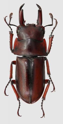 Macrodorcas virginiae