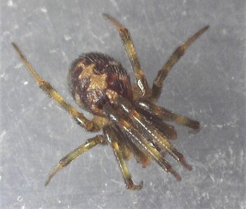Réf. 249 253 : Steatoda triangulosa