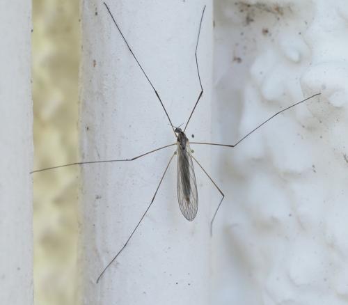 Réf. 249 869 : Dicranomyia sp.
