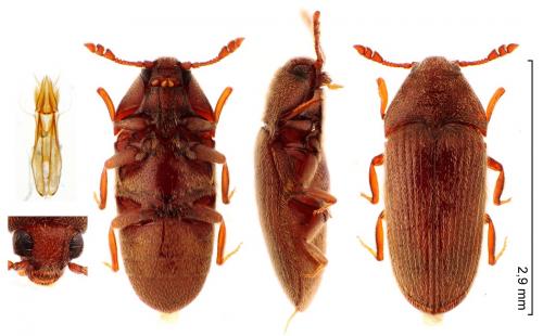 Trixagus leseigneuri