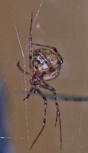 Réf. 249 175 : Parasteatoda tepidariorum