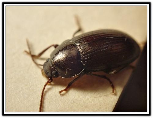 Réf. 249 879 : Nalassus sp.
