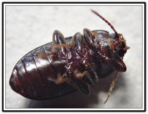 Réf. 249 880 : Nalassus sp.