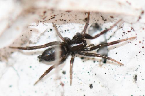 Zelotinae