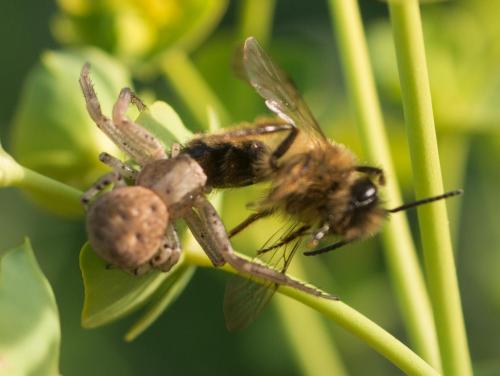 Xysticus sp.