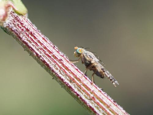 Réf. 249 417 : Tephritis matricariae