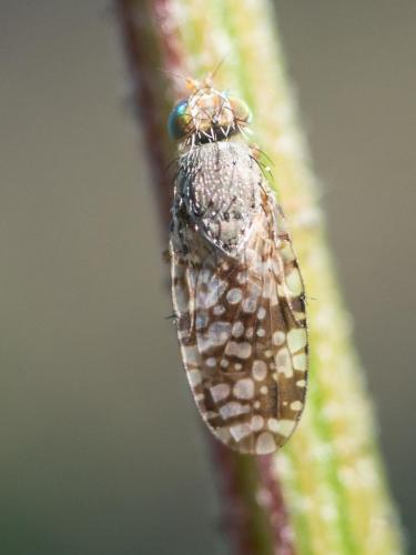 Réf. 249 418 : Tephritis matricariae
