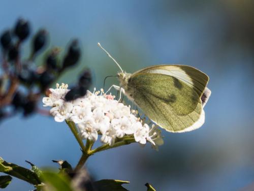 Pieris brassicae
