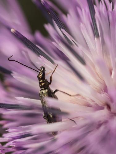 Oedemera flavipes