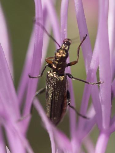 Oedemera flavipes