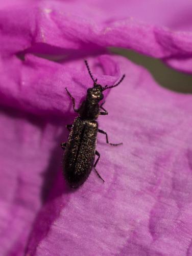 Dasytinae
