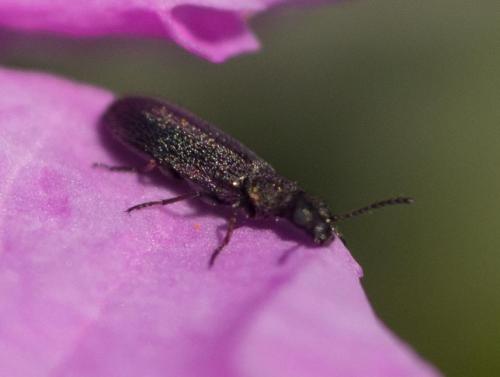 Réf. 249 624 : Dasytinae inconnu