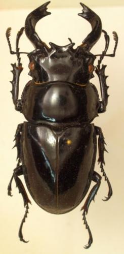 Mesotopus imperator
