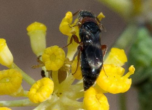 Réf. 249 918 : Mesitinae inconnu