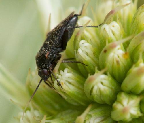 Réf. 249 921 : Lepidargyrus ancorifer