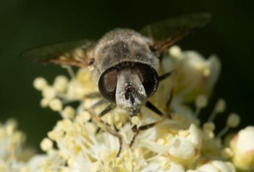 Eristalis arbustorum