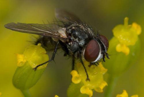 Acemya acuticornis