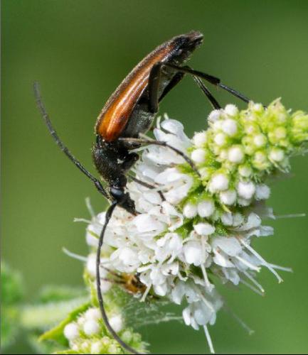 Réf. 249 958 : Stenurella melanura
